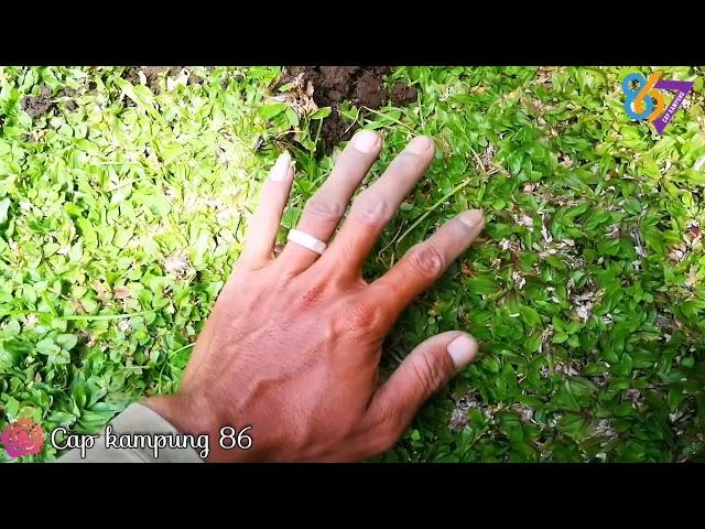 TAMAN PENUH HAMA RUMPUT TEKI Tips efektif membasmi hama rumput liar pada taman