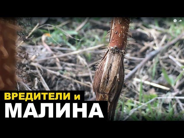 Малинная стеблевая галлица