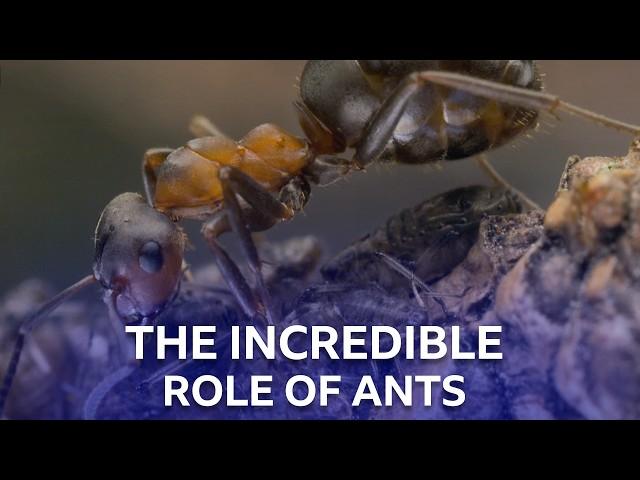 The Important Work of Scottish Wood Ants | Scotland - The New Wild | BBC Scotland