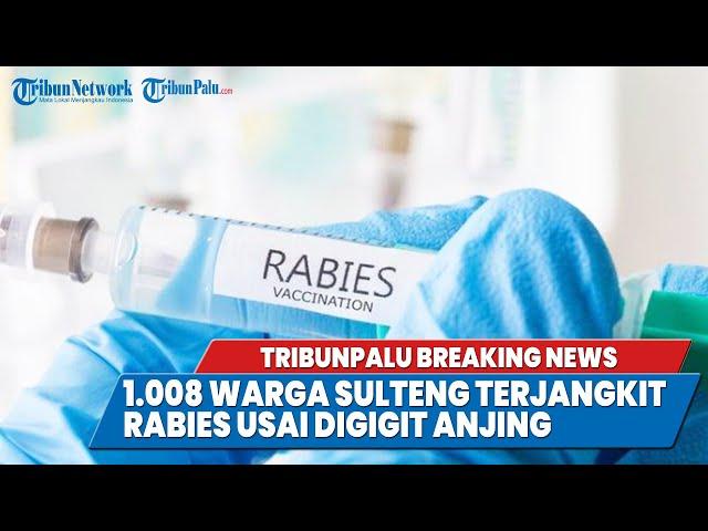 TRIBUNPALU BREAKINGNEWS : 1.008 WARGA SULTENG TERJANGKIT RABIES USAI DIGIGIT ANJING