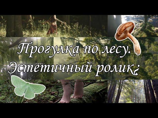 Прогулка в лес / Что можно найти в лесу весной. Herbarius noctua