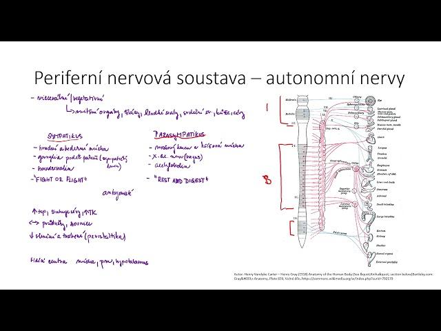 Nervová soustava IX - periferní nervový systém - tělní a vegetativní nervy