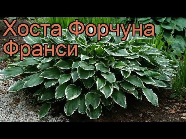 Хоста форчуна Франси (hosta fortunei francee)  хоста Франси обзор: как сажать рассада хосты Франси