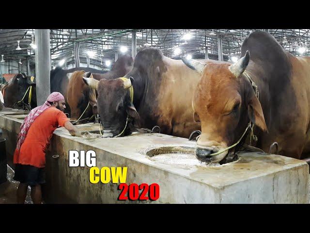 Biggest Cow Farm in Bangladesh 2020 | AL Madina Cattle Farm 2020 | Big big cow 2020