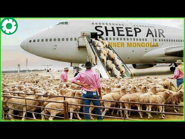 Transporting Sheep This Way - Farmers Raising Millions of Sheep - Agriculture Technology