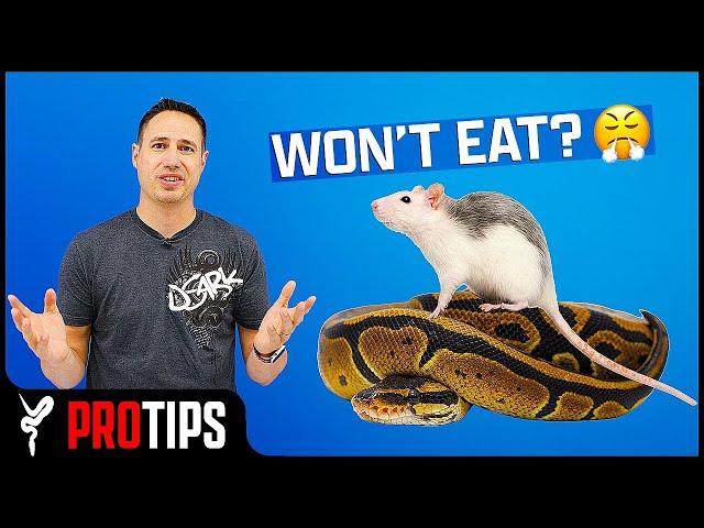 Why Ball Pythons STOP Eating — And How to FIX Them!