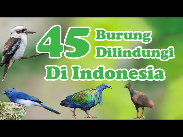 45 Jenis Burung yang Dilindungi di Indonesia