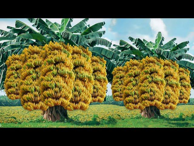 famous videos from the best technique of growing bananas with various fruits