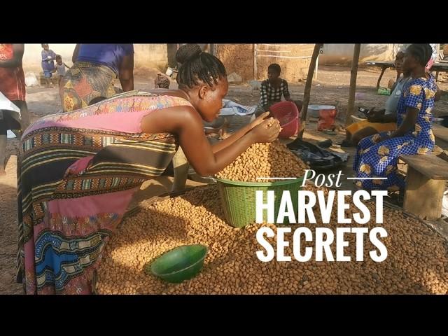 5 Things To Know After Harvesting Tiger Nuts #tigernuts #atadwe | Frenat Farm