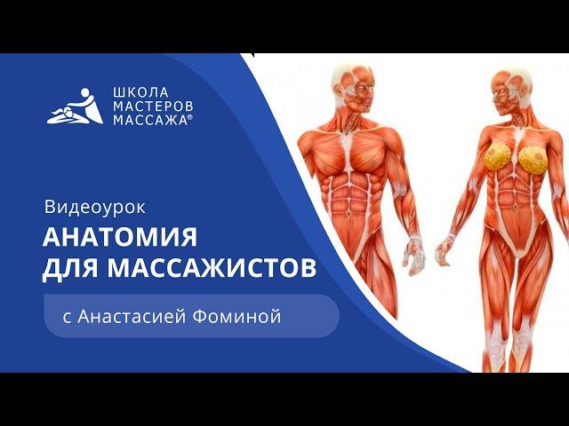 Анатомия для массажистов | Школа Мастеров Массажа