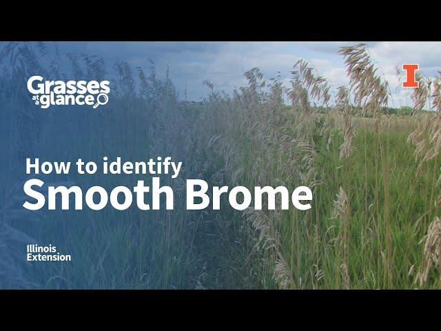 How to Identify Smooth Brome - Grasses at a Glance