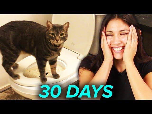 I Tried Training My Cat To Use A Toilet In 30 Days