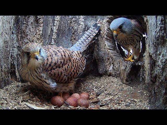 Kestrel Lays Clutch of Six Eggs | Apollo & Athena | Robert E Fuller