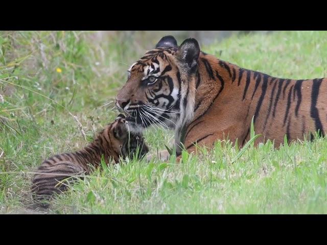  It's a Girl!  Manor Wildlife Park’s Sumatran Tiger Cub is a Girl!