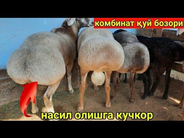 КОМБИНАТ ОПТОМ ҚУЙ БОЗОРИДА ЗОТ ОЛИШ УЧУН ХИСОРИ ҚОЙЛАР/ KOMBINAT OPTIM QOY BOZORI