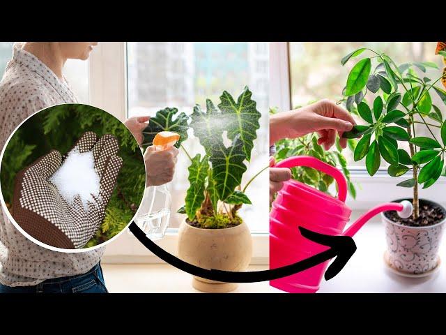 10 Epsom Salt for Houseplants Uses | How to Use Epsom Salt on Indoor Plants