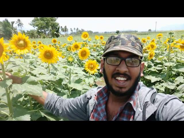 SunFlower Fields at Sundarapandyapuram |സുന്ദരപാണ്ട്യപുരം| Sunflower season 2019 |vlog 3