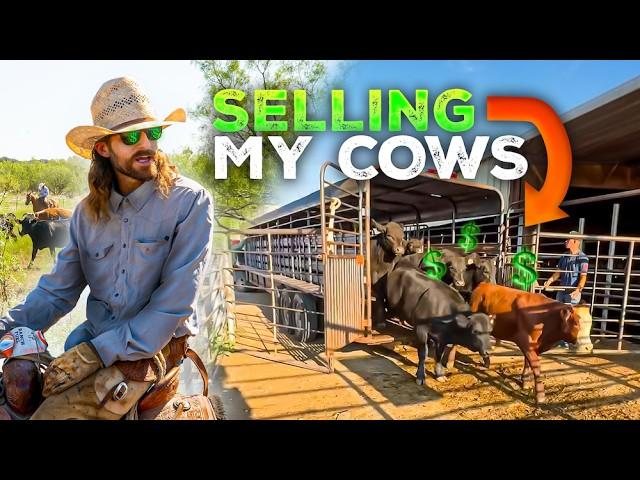 How Much Do My Cows Sell For?