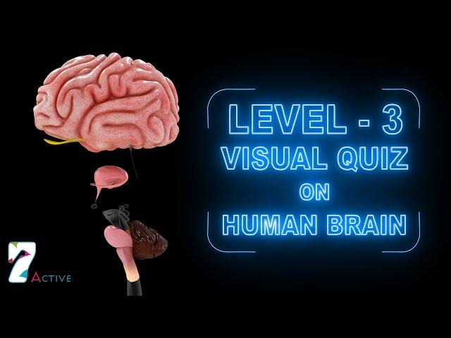 Visual Quiz on Human Brain (Level - 3)