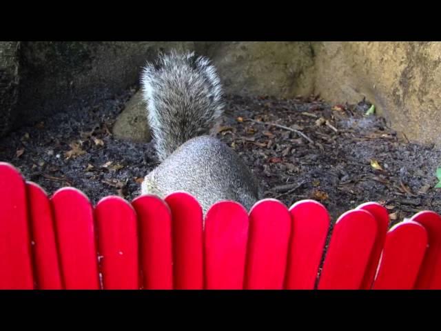 when a squirrel's happiness is your happiness that is LOVE!