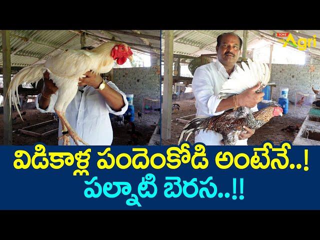 Palnati Berasa Kollu Farming | విడికాళ్ల పందెంకోడి అంటేనే పల్నాటి బెరస..!! Tone Agri