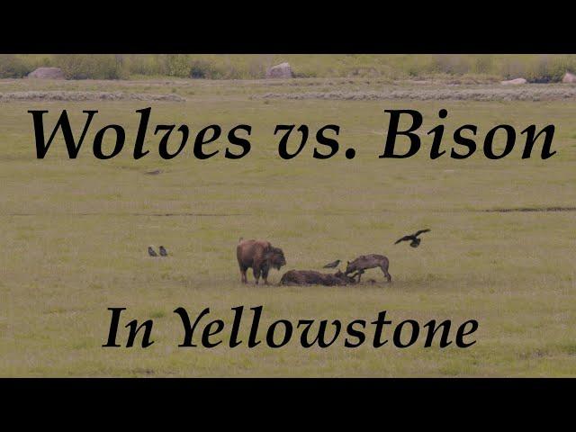 Wolves vs. Bison in Yellowstone | Inspire Wild Media