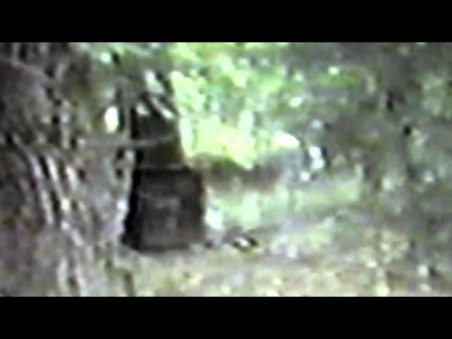 M.K.Davis discusses the creek walker video and the unusual walk.mp4