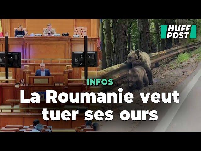 La Roumanie ne veut plus être « le seul pays en Europe » où un ours peut vous manger