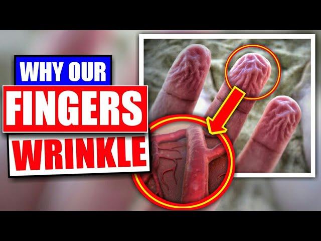 Why Our Fingers Wrinkle In Water (After Bath)