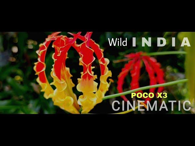 Wild  I N D I A || POCO X3 Cinematic Video || 4k, Ultra Wide, 1080p & Slow Mo Test