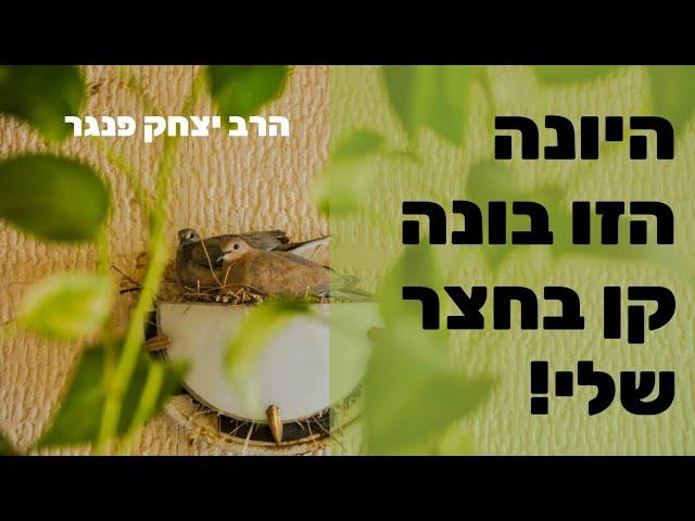 הרב פנגר-היונה הזו בונה קן בחצר שלי!!!