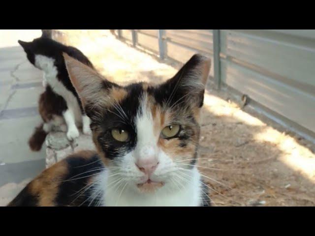 FUNNY Cats Meowing  Куки Котики мяукают  Kucing lucu  Gatos graciosos  lustige Katzen