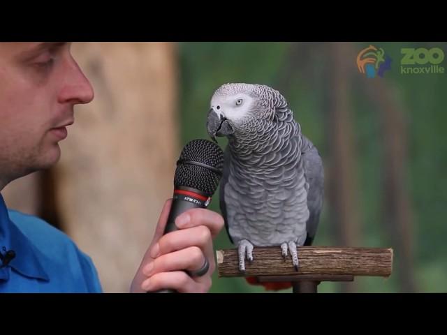 Einstein the Talking Parrot (courtesy Knoxville Zoo)