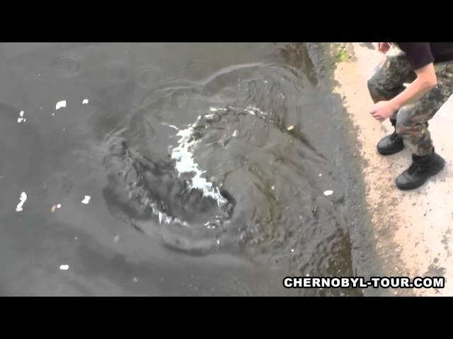 Chernobyl Mutations Fish in Pripyat River near Chernobyl Nuclear Power Plant