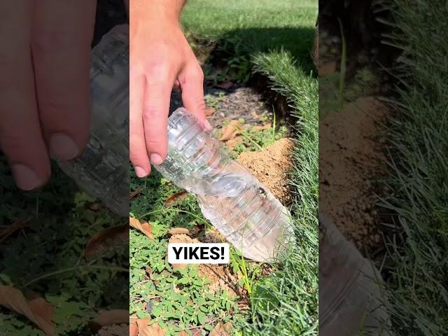 #cantbelieve what came out #cicada #killer #trending #satisfying #beforeandafter #insects #lawn #op