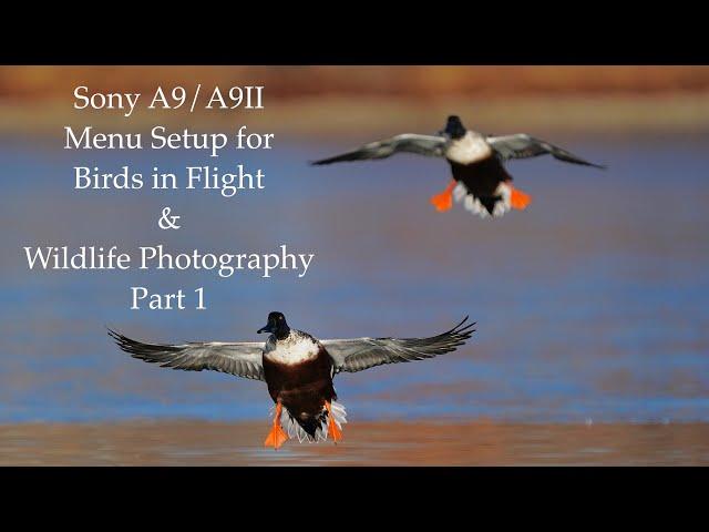 Sony A9/A9II Menu Setup for Birds in Flight & Wildlife Photography - Part 1 of 5