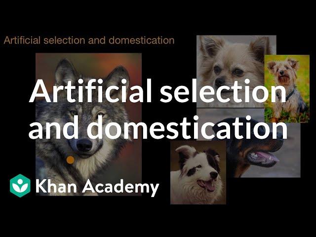 Artificial selection and domestication | Natural selection | AP Biology | Khan Academy