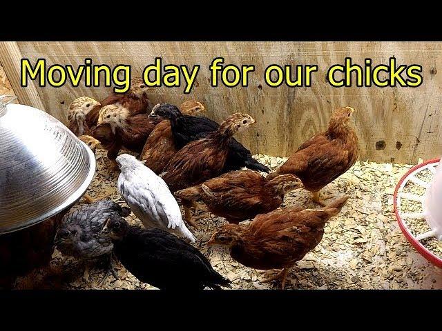 Moving our chicks to their new coop (Hen House)