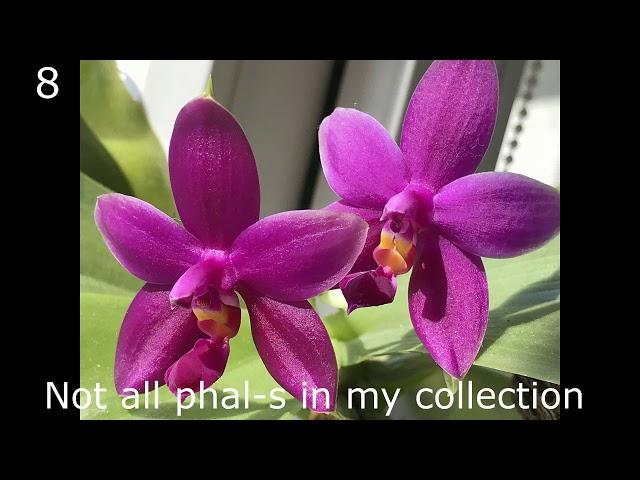 #GVOS2020 Phalaenopsis -s, a few blooming right now. Фаленопсисы