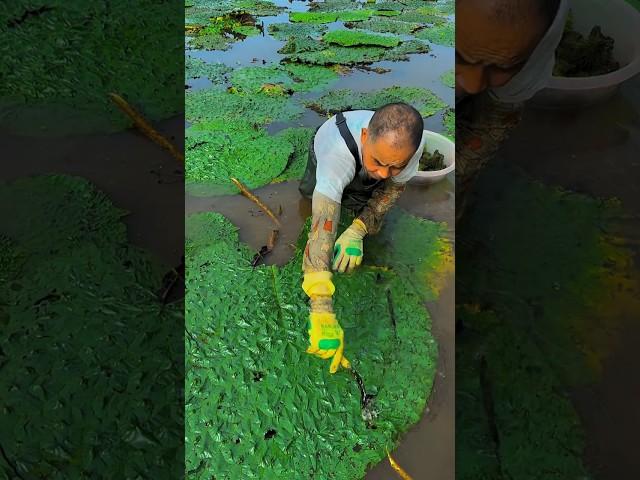 Beautiful natural Gorgon harvesting and rural life #nature #enjoy