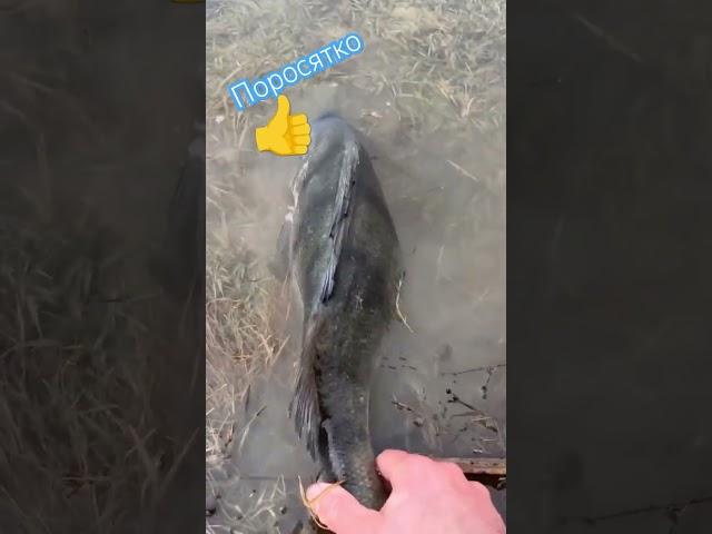 Лайк для поросятка. #вудка #fishing #carpfishing #риболовля #fish #окунь