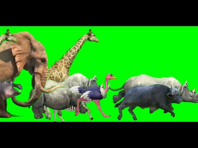 Animals Savanna Stampede green screen