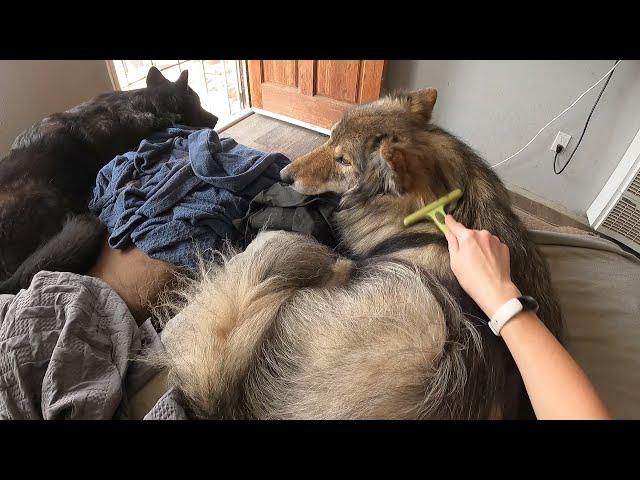 Wolfdog brushies ASMR