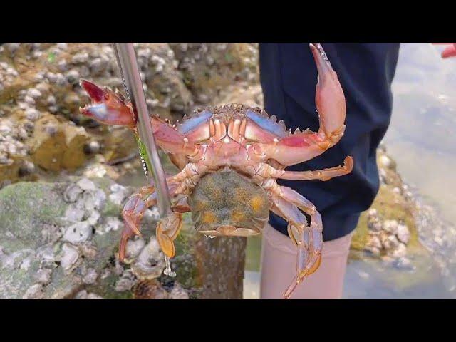 Xiao Zhang rushed to the sea, but was bitten by a hairy clam! Wild sea fish caught