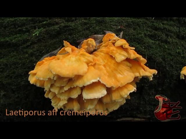 Laetiporus aff. cremeiporus- Australia