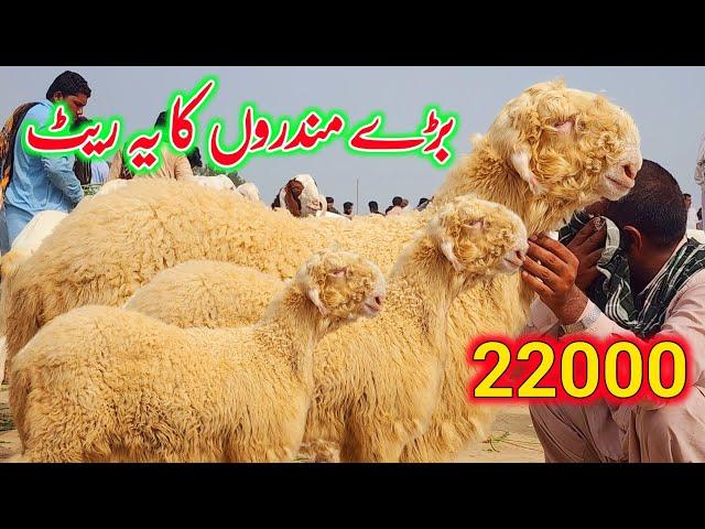 mundera mandi || Mundra goat farm dera ghazi khan 21 July 2024