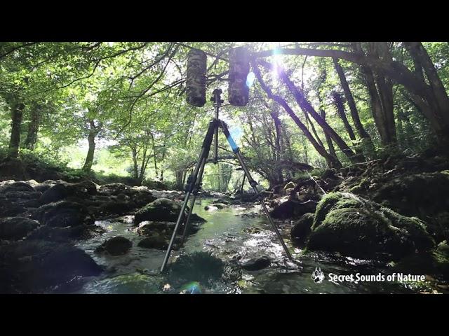 Field recording/audio recording, river in summer - HQ audio