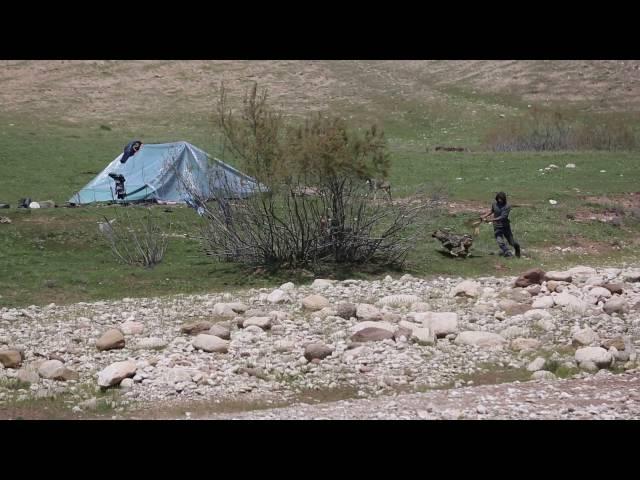 Таджикские саги дахмарда дерутся из-за еды. Tajik sagi dahmarda fight because of food.