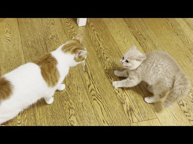 New Kitten Meets Cat For The First Time