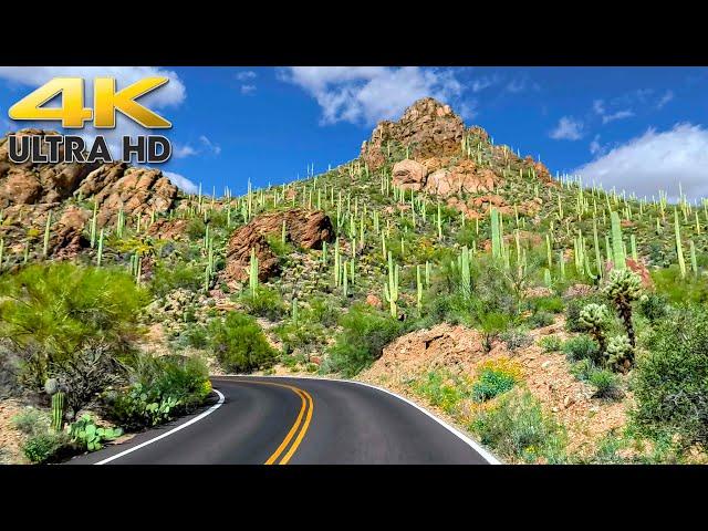 2 Hours of Scenic Driving Through Saguaro National Park Arizona 4K Tucson Mountain Park